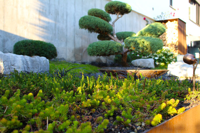 Gartenbonsai in japanischer  Bepflanzung, Evilard, Magglingen, Bern und Jura.