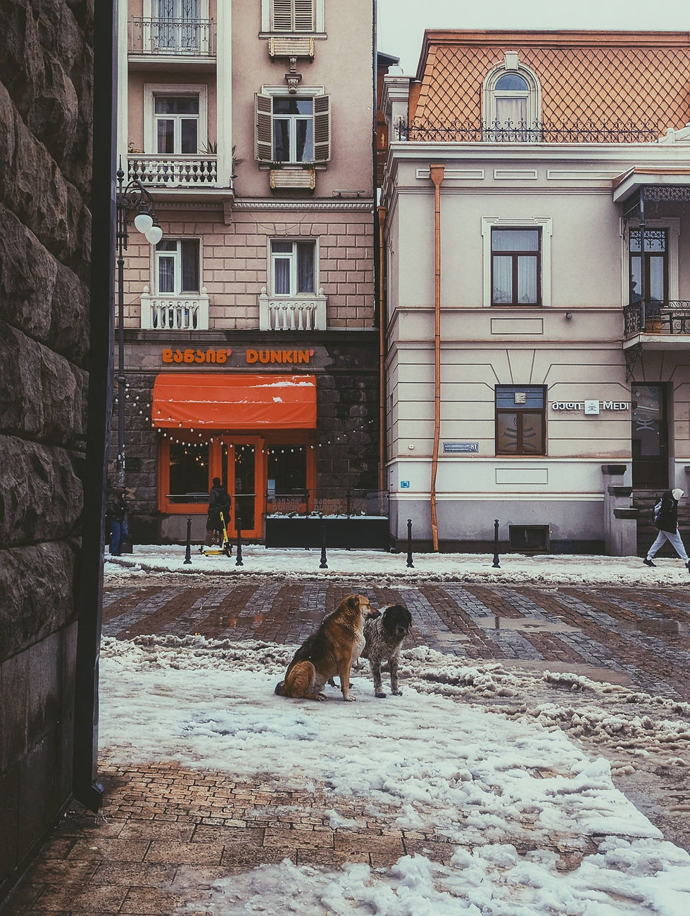 Dogs in Tbilisi Georgia