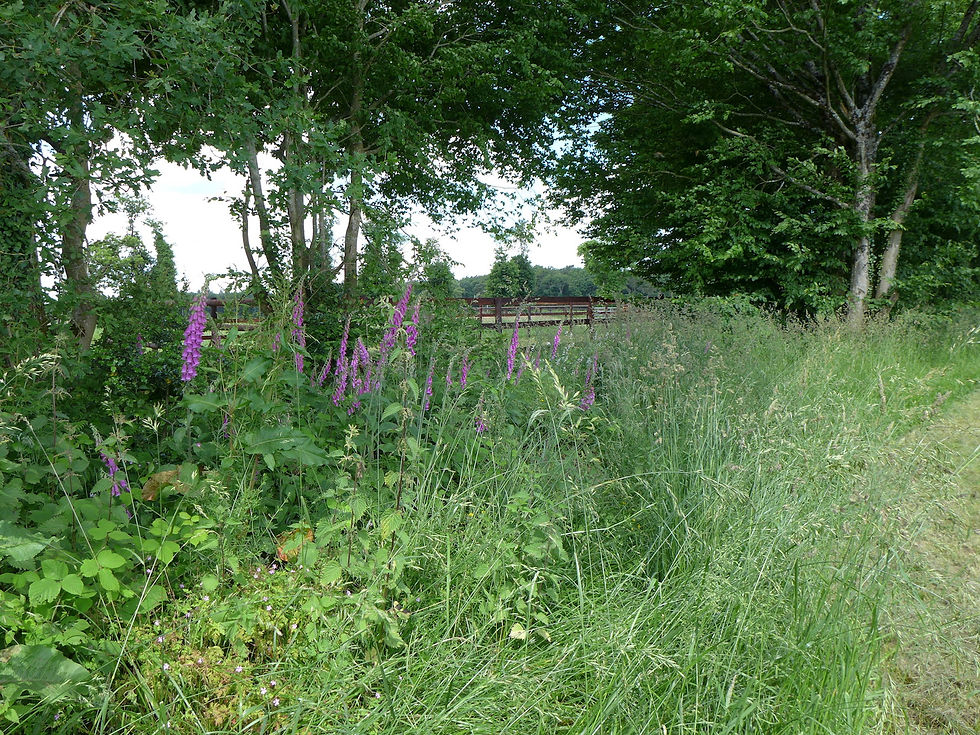 Hortus en bordure de la forêt de Brocéliande