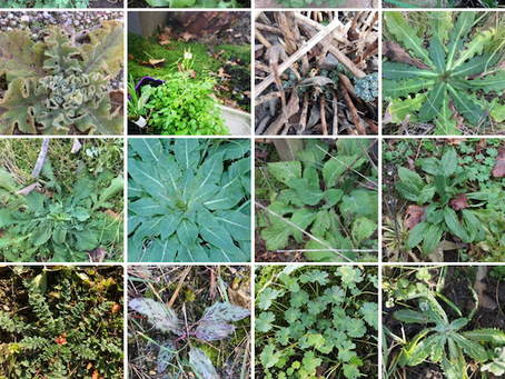 Semaine des rosettes et plantules dans le groupe facebook