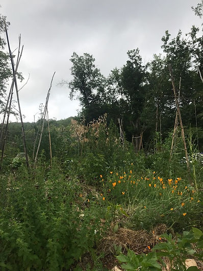 Hortus aux Fées