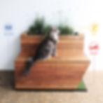MEOWHAUS