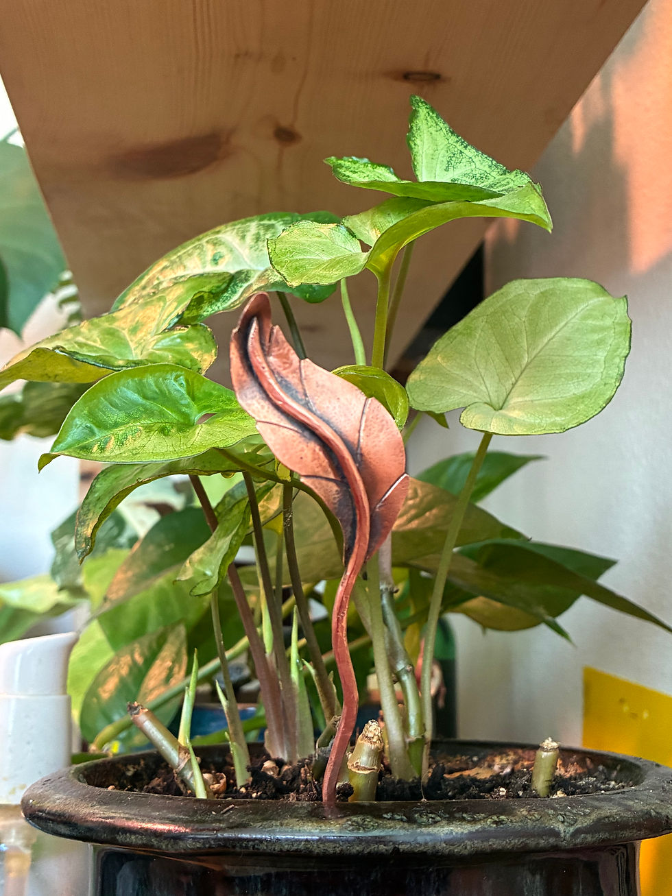 Thumbnail: Copper plant buddy -2