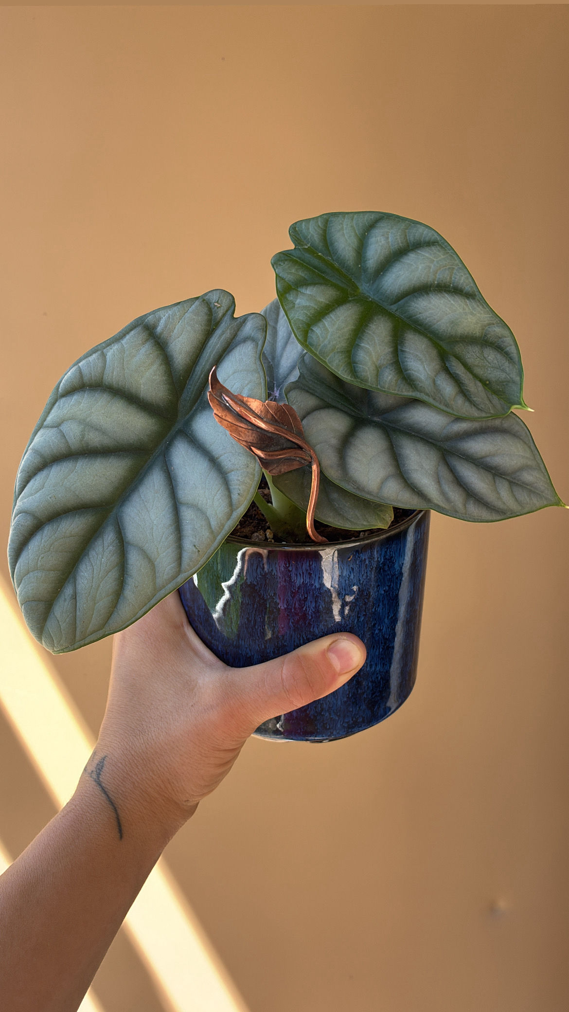 Copper plant buddy -3