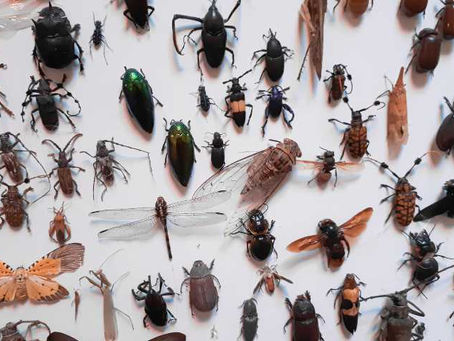 Insects as Food