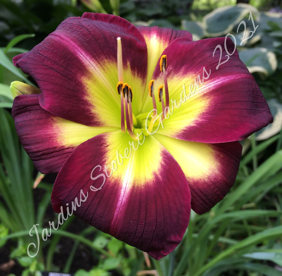 Thumbnail: Night Beacon