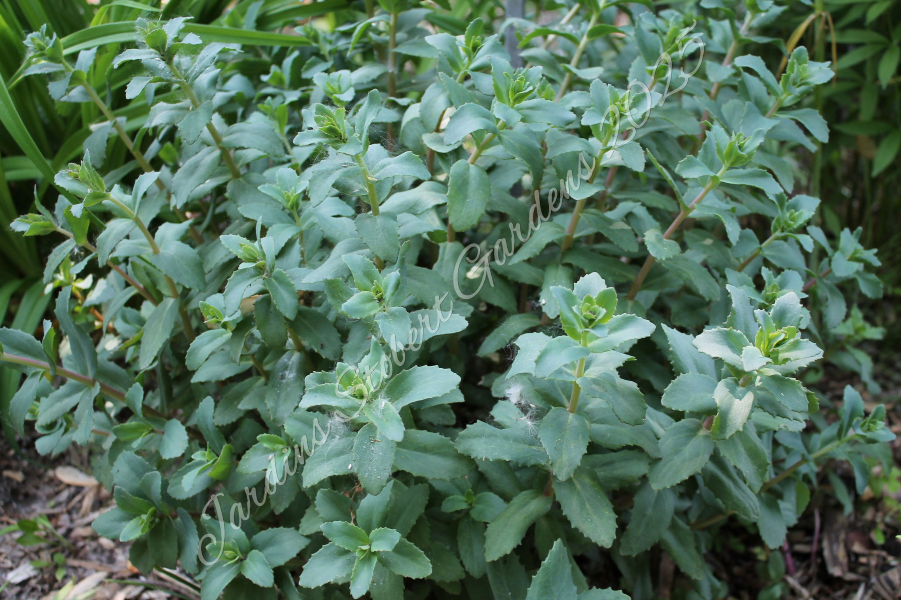 Sedum "Karfunkelstein"