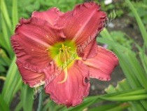 Thumbnail: Mulberry Walk