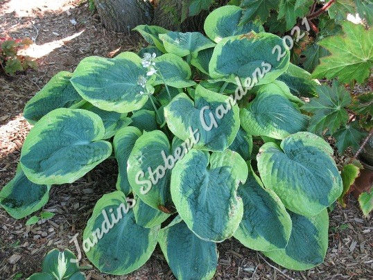 Thumbnail: Frances Williams