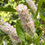 Thumbnail: Clethra alnifolia "Hokie Pink"