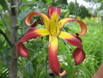 Thumbnail: Lucifer's Revenge