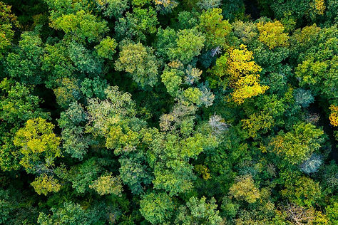 Top of forest.jpg