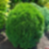 Little Giant  Arborvitae
