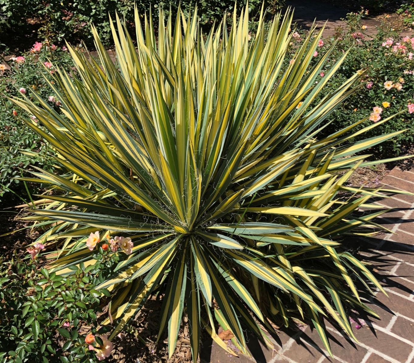 'Color Guard' Yucca