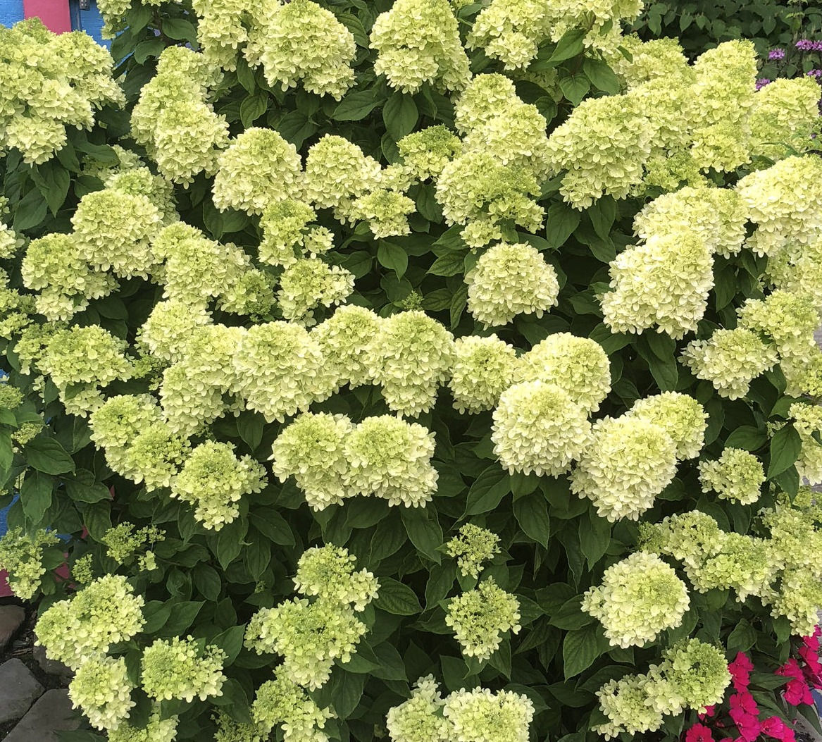 Little Lime Hydrangea