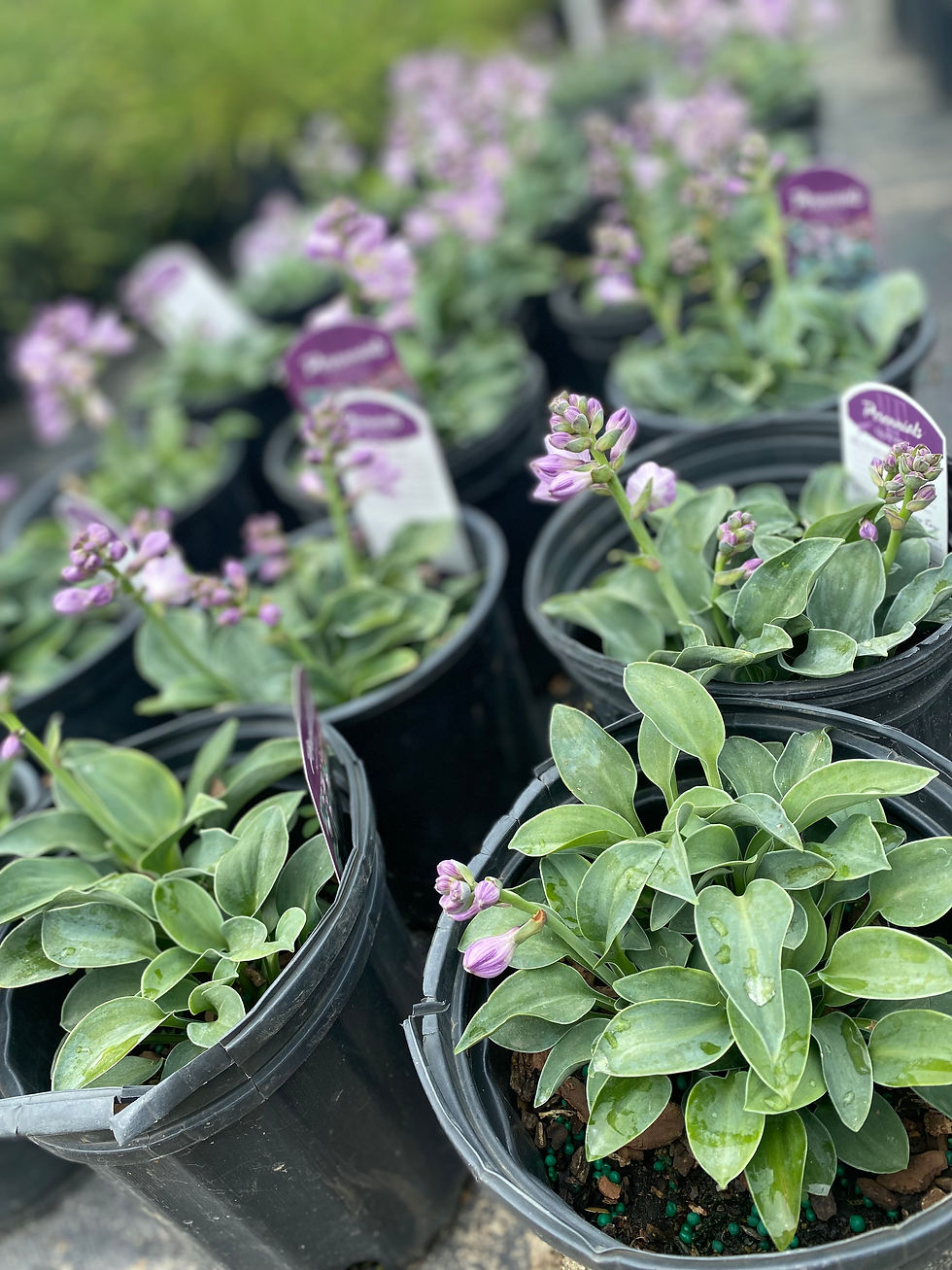 Blue Mouse Ear Hosta | Wading Manor Nursery