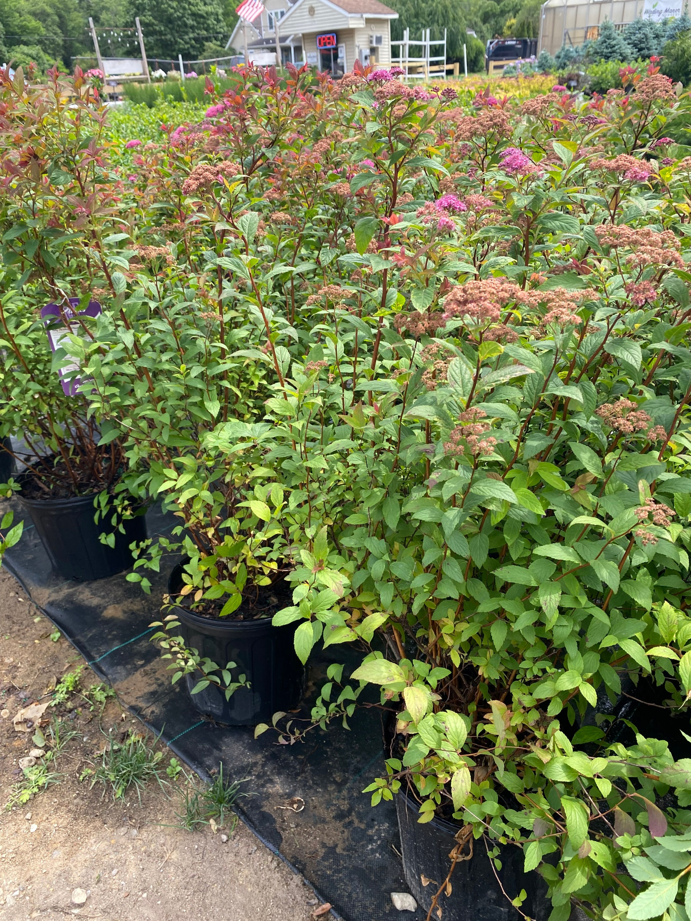 Anthony Waterer Spirea