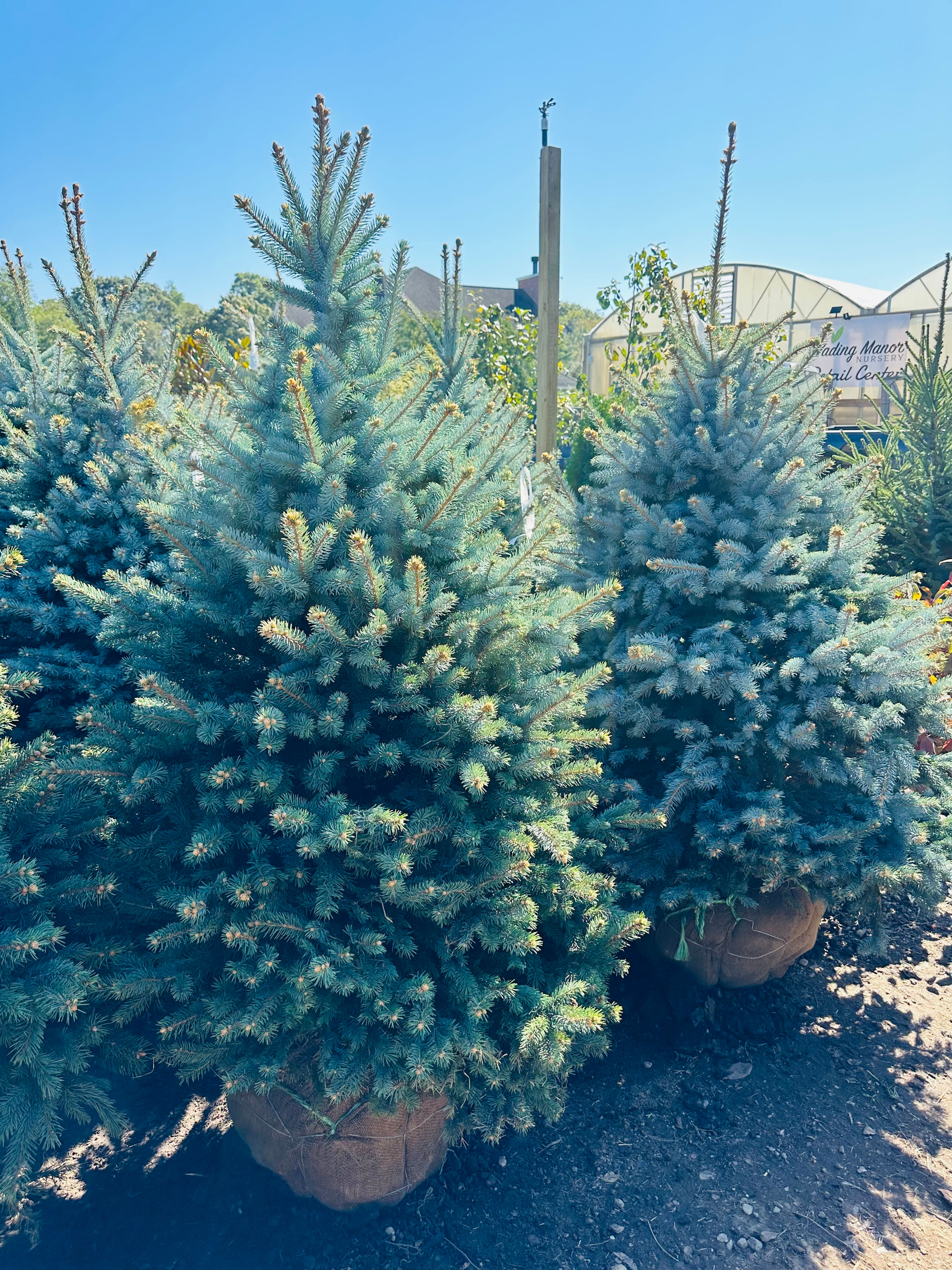 Baby Blue Eye Spruce