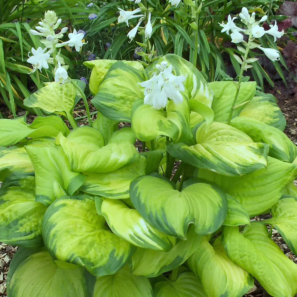 Guacamole Hosta