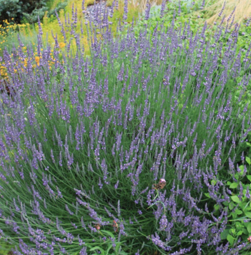 Phenomenal Lavender | Wading Manor Nursery