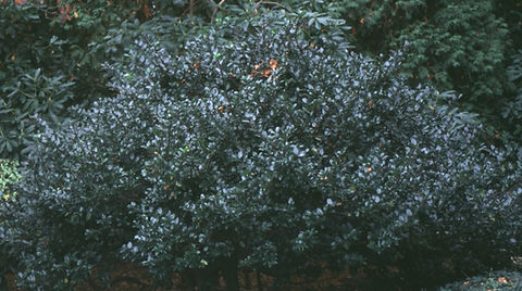 dipladenia plant Dipladenia Pink Bush  ShopTropicals