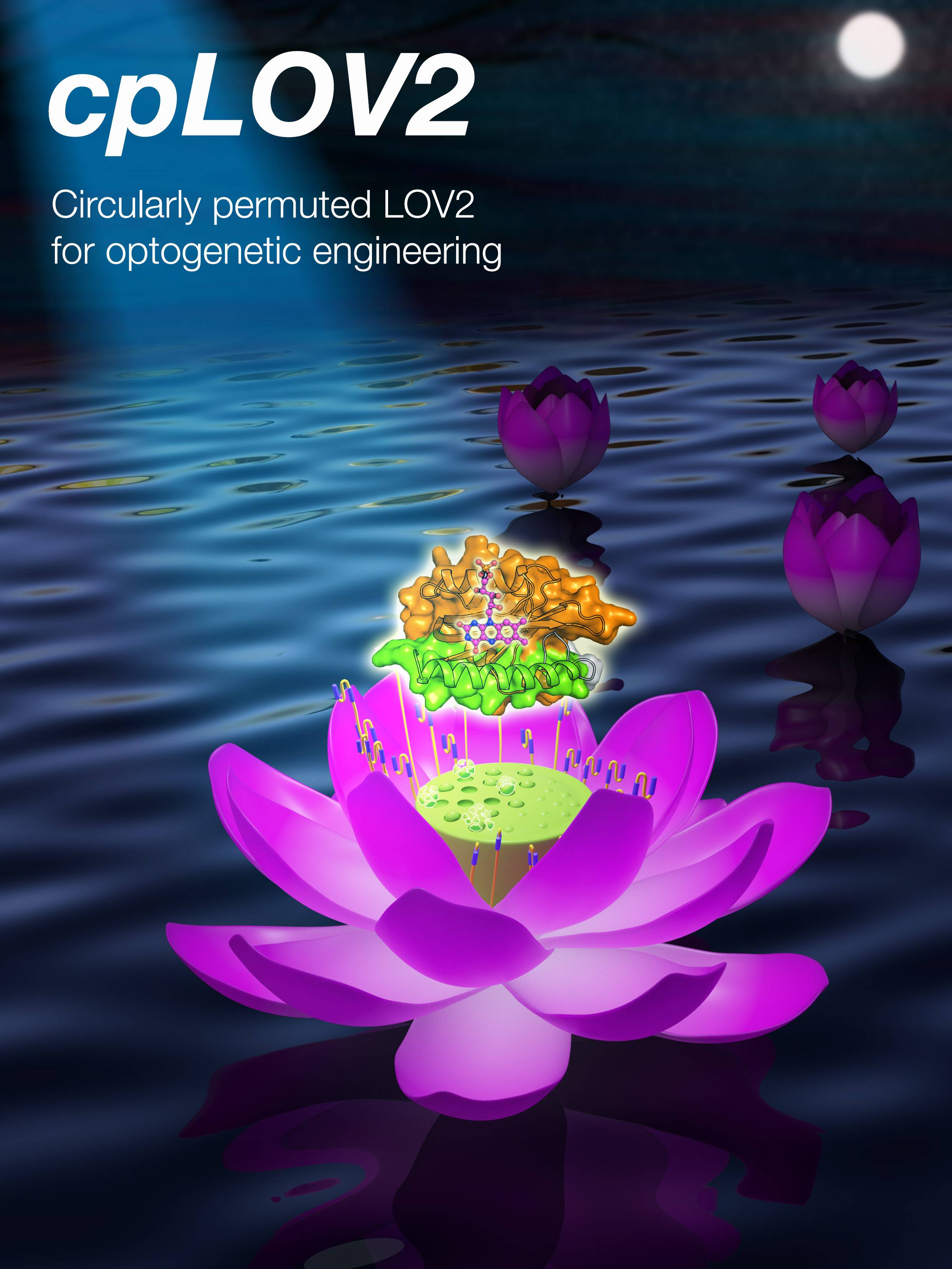 Circularly permuted LOV2 as a modular photoswitch for optogenetic engineering figure 2