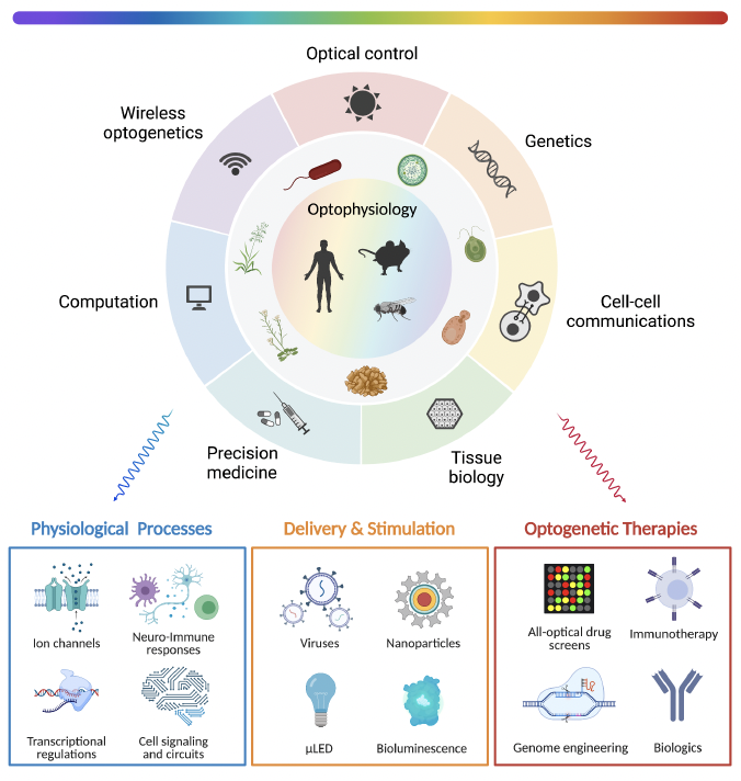 Optophysiology: Illuminating cell physiology with optogenetics figure 1