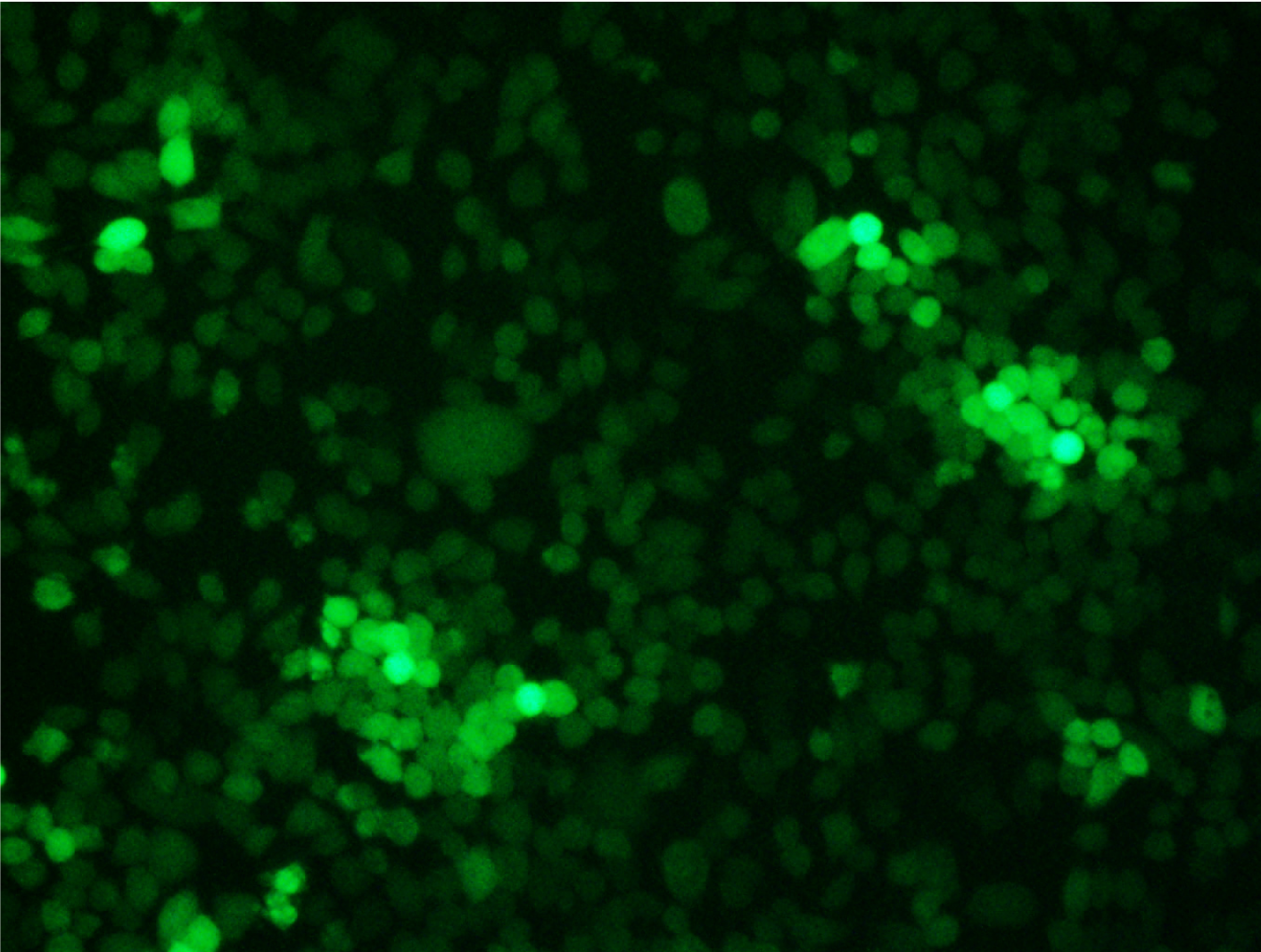 Innate Sensing: Understanding Host Responses to Gut Pathogens