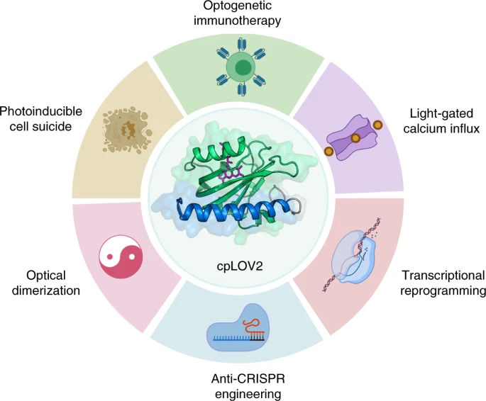 Circularly permuted LOV2 as a modular photoswitch for optogenetic engineering figure 1