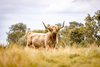 Bonnie the Highland cow