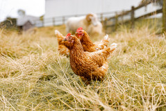 Eggs laid by our rescue hens