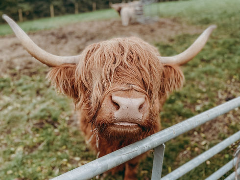Highland cattle