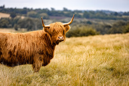 Highland cow