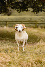 Farm animals