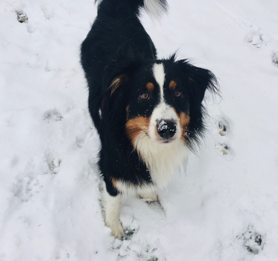 Promenades, cours collectifs, socialisation, éducateur canin, Educatrice canin, comportementaliste canin, 92, Hauts de seine, Le plessis Robinson