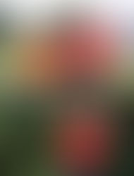 六名本地高爾夫球精英
準備就緒出戰「香港高爾夫球公開賽」
香港業餘錦標賽冠軍得主鄧子軒