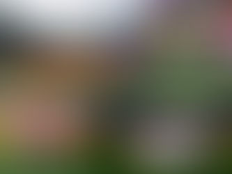 「國泰航空/滙豐香港國際七人欖球賽2016」
新西蘭斐濟驚險過首關
香港男隊一勝一負 女隊再獲殿軍