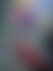 「盛寶金融本地男子超級欖球聯賽」
華利客場破蘇格蘭人 窮追港會不捨