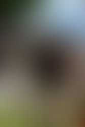 港青力爭在津巴布韋初嘗「世界青年欖球盃」勝果