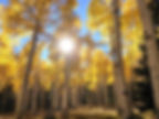 fall aspen trees
