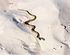 vecteezy_small-water-snake-adder-crawling-on-the-sand-by-the-sea_19580571.jpg