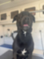 Black dog sitting inside a mobile pet grooming van