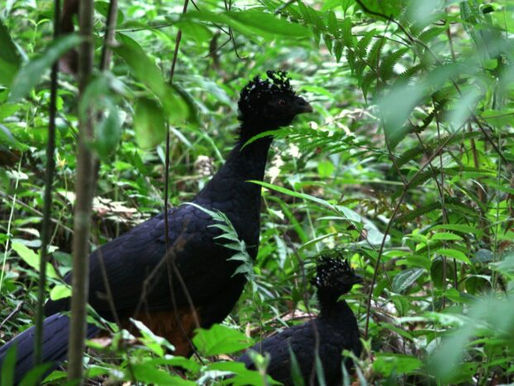 Após 50 Anos, Ave Extinta Retorna à Mata Atlântica em Minas Gerais