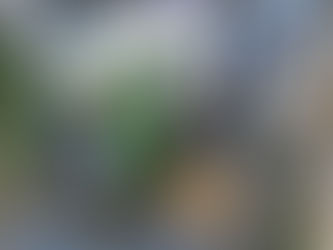 Morte de cachorro em Itabirito: vídeo contradiz versão de empresa de lixo e funcionário é afastado