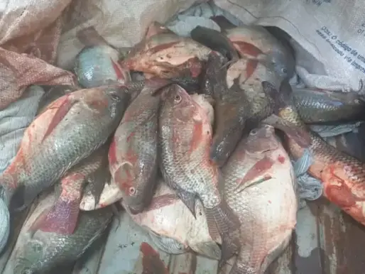 Trio é Detido por Prática de Pesca Ilegal na Lagoa da Pampulha em Belo Horizonte