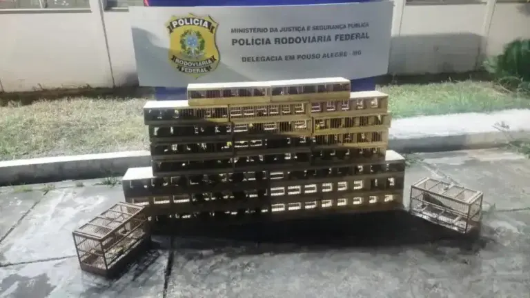 Operação Policial Apreende Mais de 80 Pássaros Silvestres em Minas Gerais