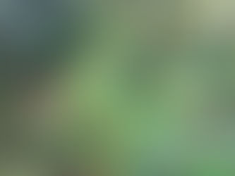 Itabirito: vereador Pastor Anderson comenta apreensão de pés de maconha no Marzagão e elogia a atuação da Polícia Militar