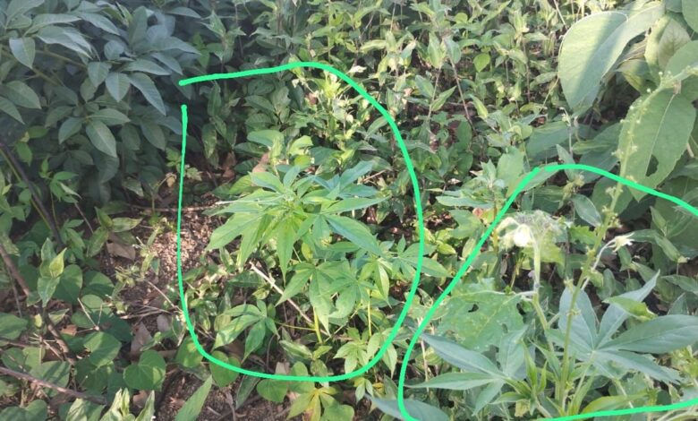 Itabirito: vereador Pastor Anderson comenta apreensão de pés de maconha no Marzagão e elogia a atuação da Polícia Militar