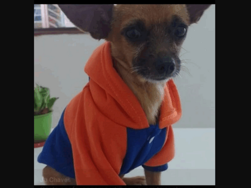 Tutora Faz Apelo à Comunidade para Encontrar Cão Idoso Desaparecido em Itabirito