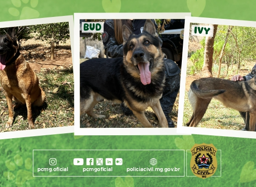 Polícia Civil de Minas inicia campanha de adoção para cães farejadores aposentados